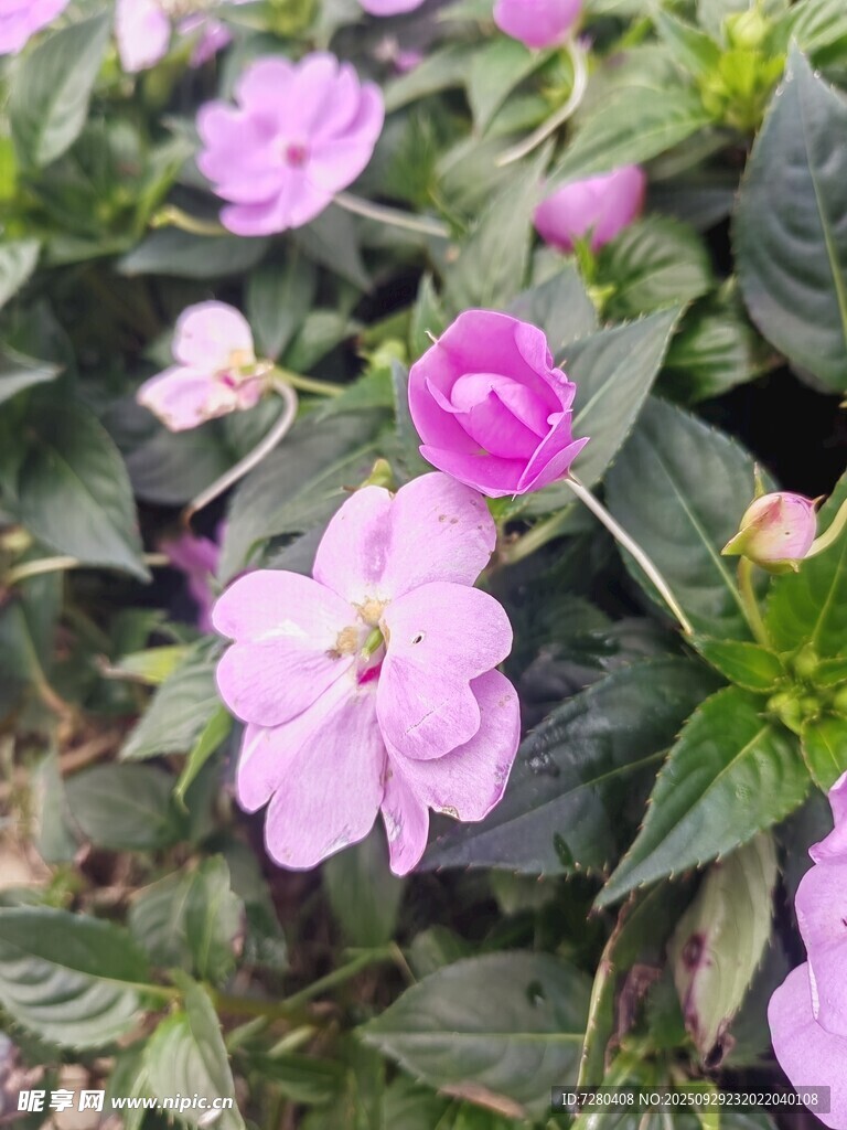 嬌艷粉色花卉綻放