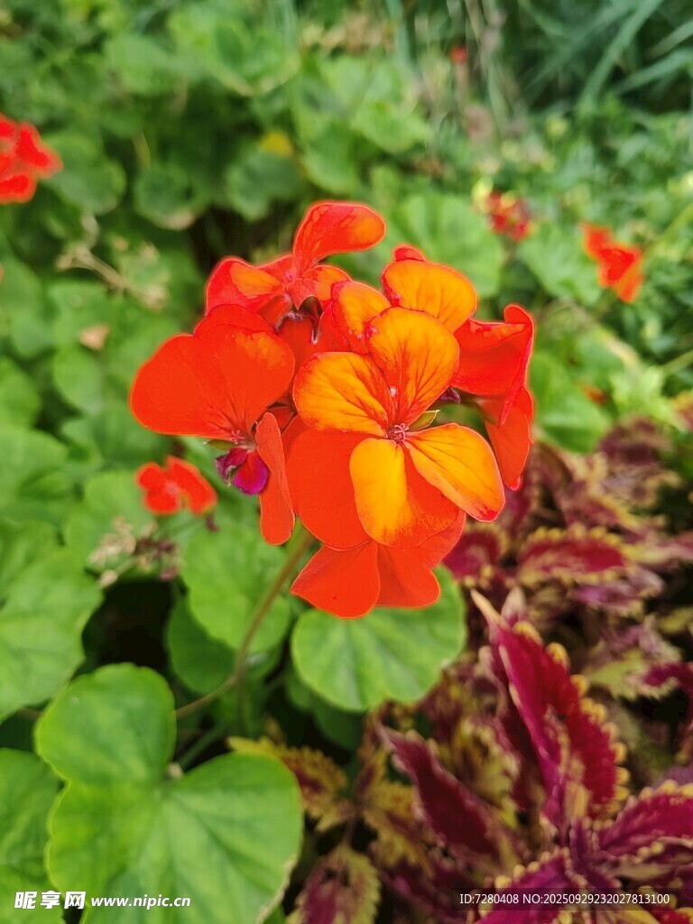 鮮艷橙紅天竺葵綻放