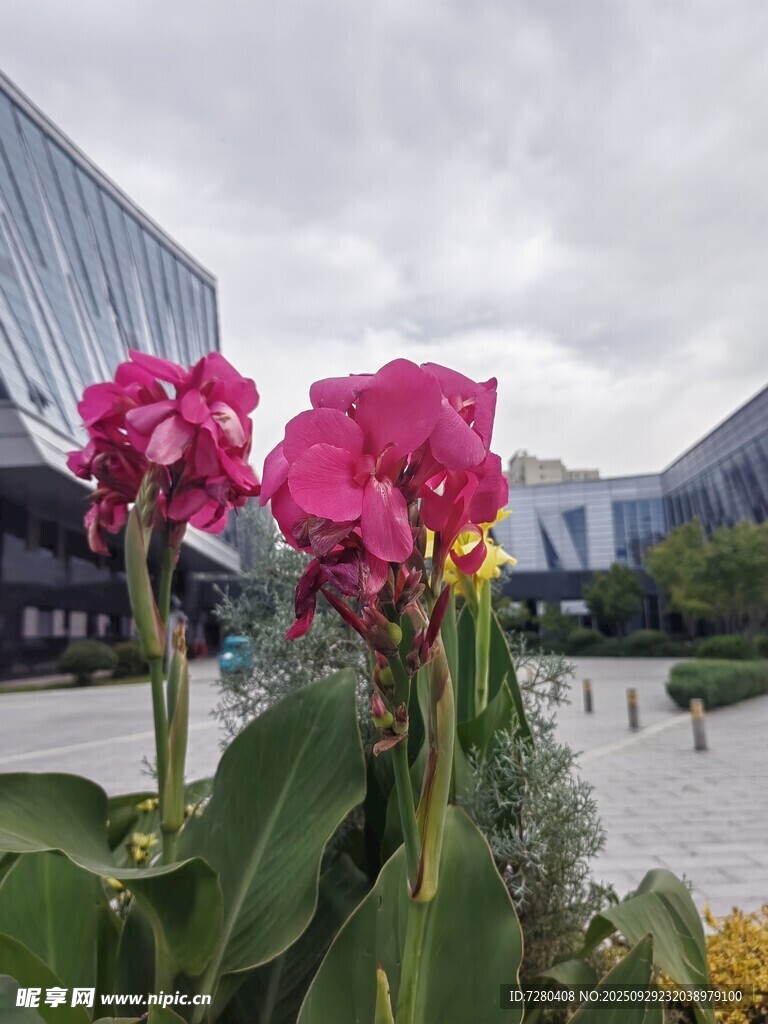城市中綻放的艷麗花朵