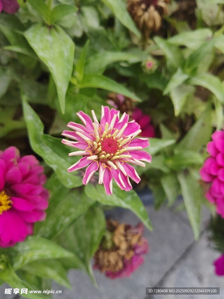 多彩百日菊綻放