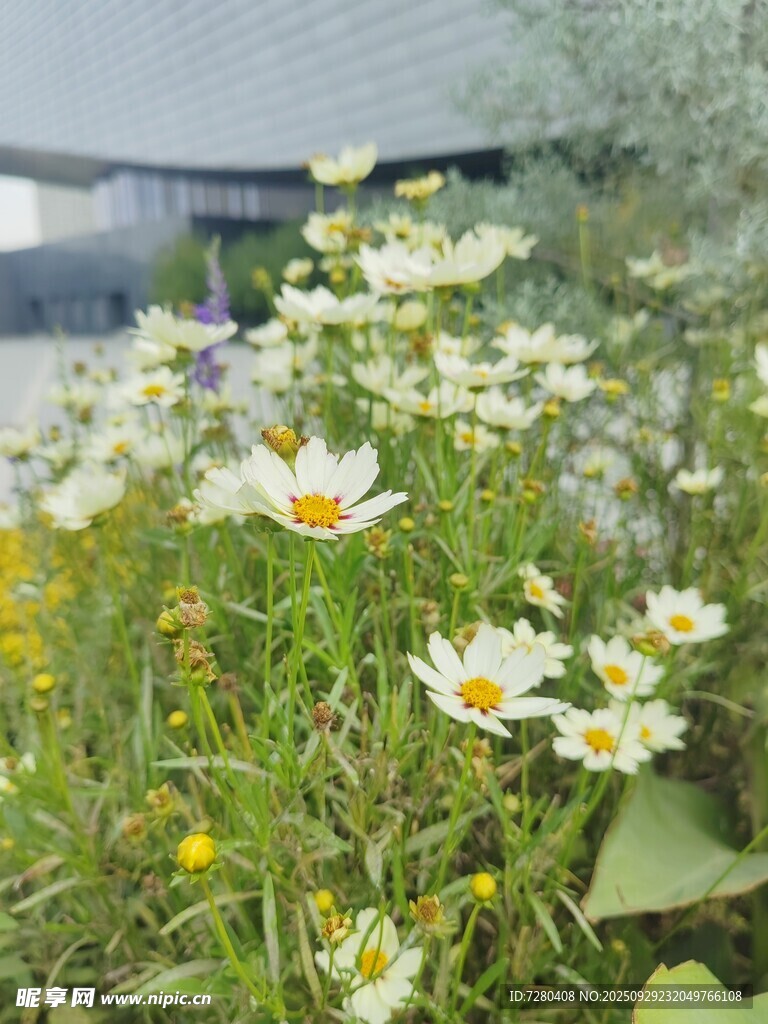 爛漫花叢中的美麗雛菊