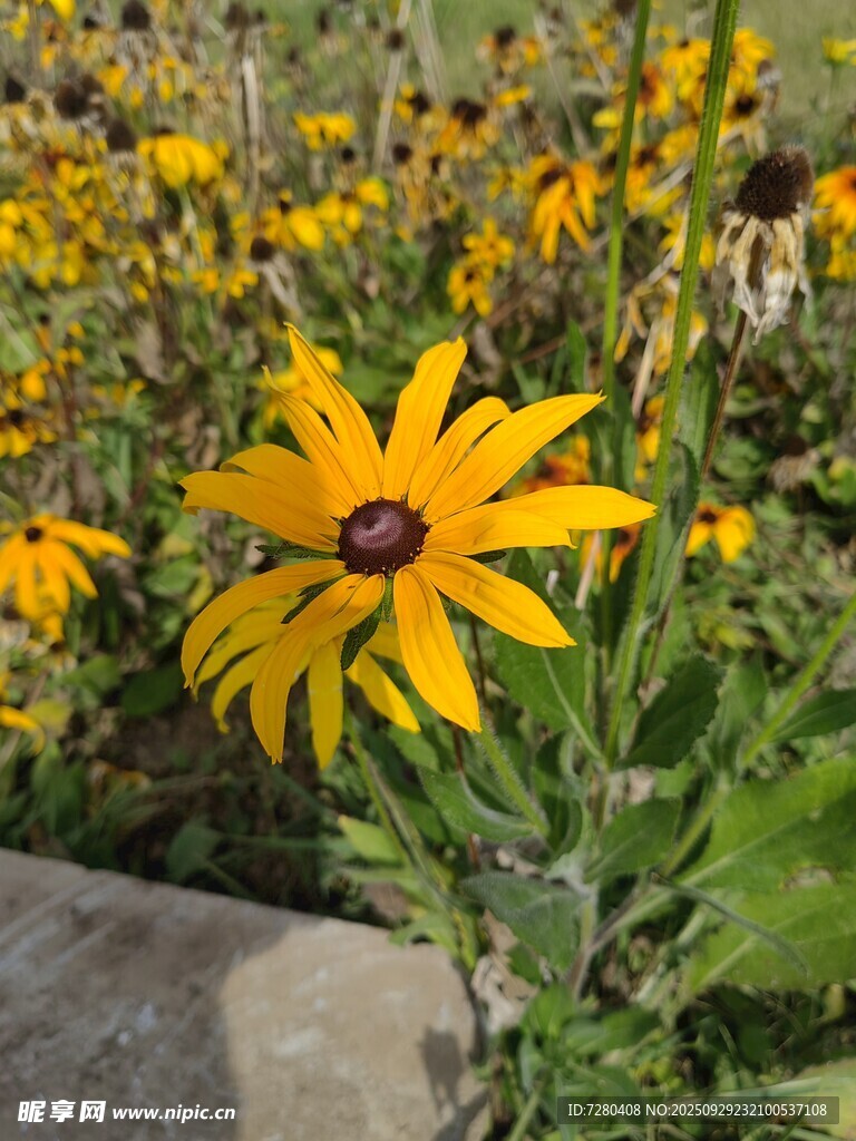 黃色黑心菊綻放于花叢