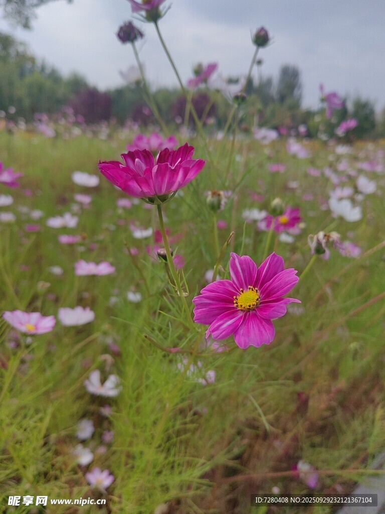花海中的艷麗格?；? />
                            </div>
                    </div>
                </div>



                <div   id=