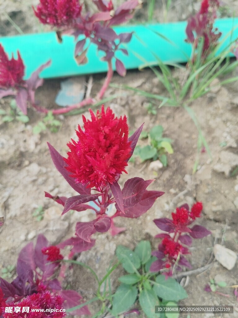 艷麗雞冠花綻放于泥土間