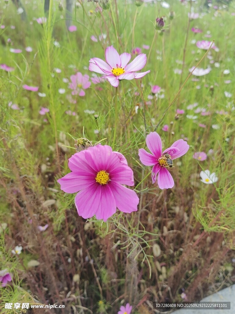 路邊綻放的美麗波斯菊