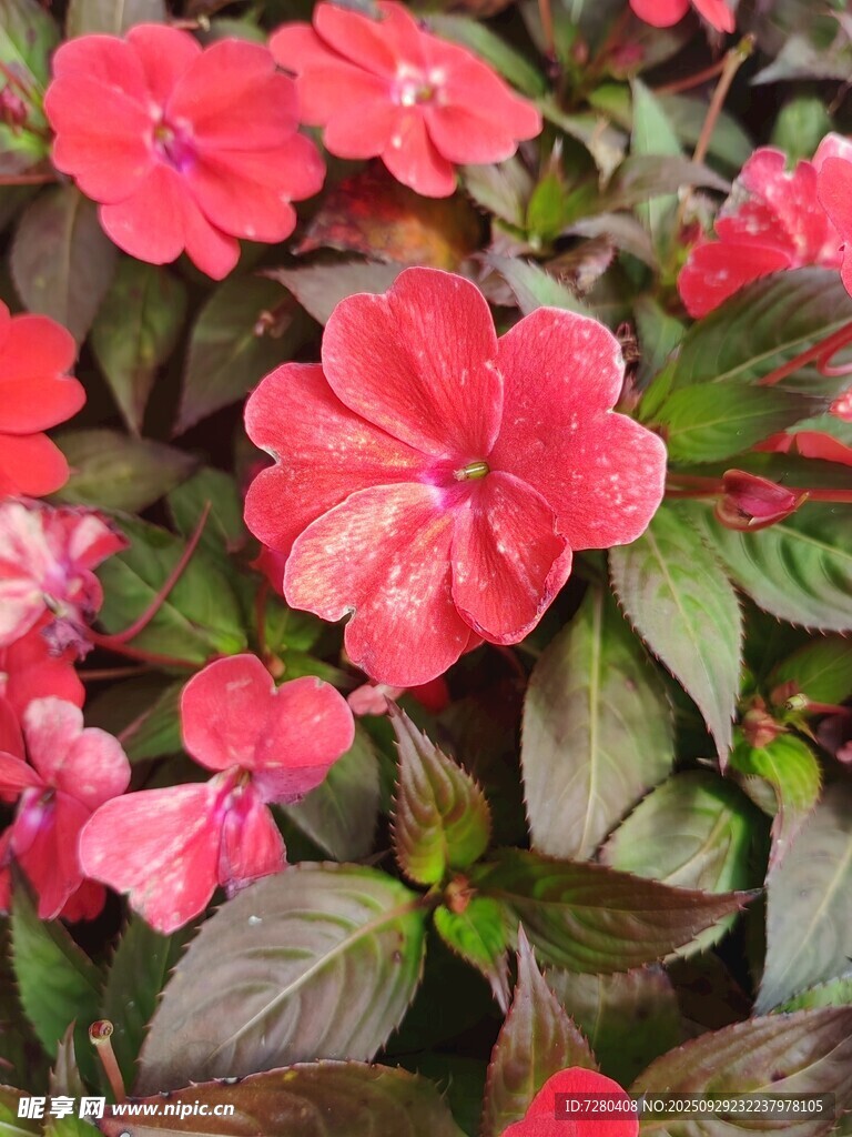鮮艷玫紅花朵綻放