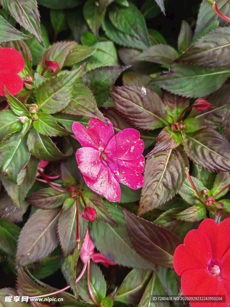嬌艷長春花綻放綠葉間