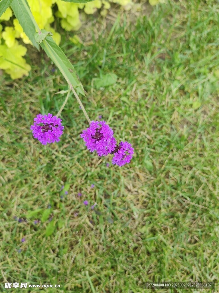 草地上的兩朵紫色小花