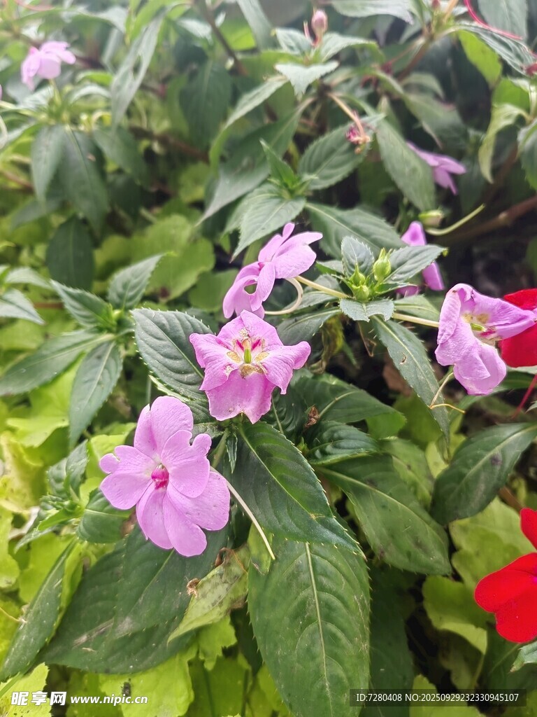 多彩花卉綻放綠葉間
