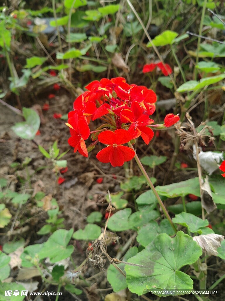 草叢中的艷麗紅色花朵