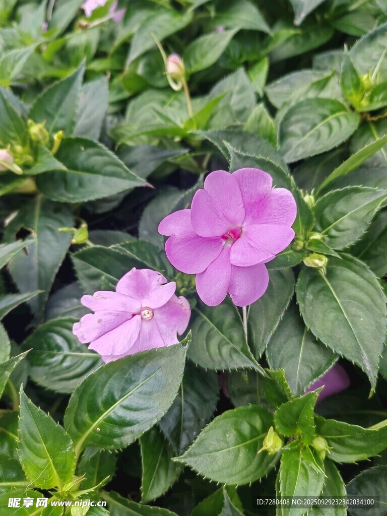 兩朵粉花綻放綠葉間