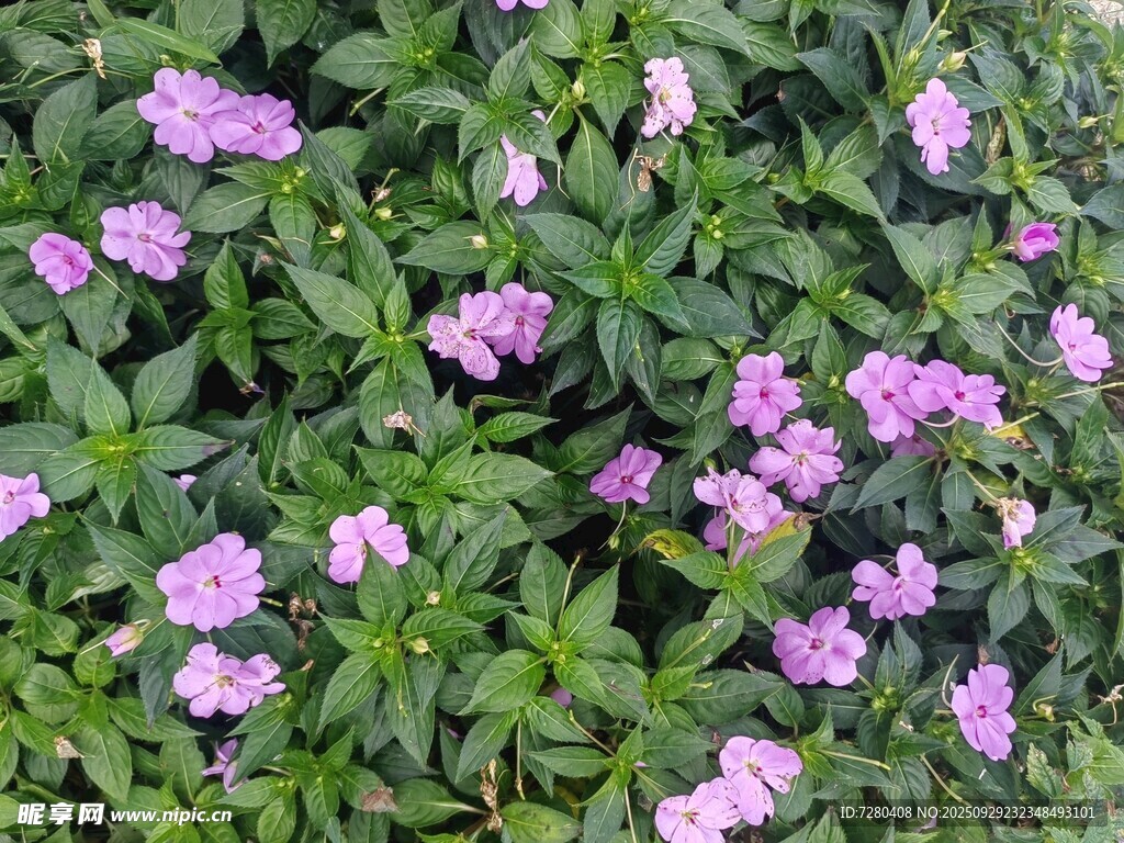 繁茂紫花綻放綠葉間