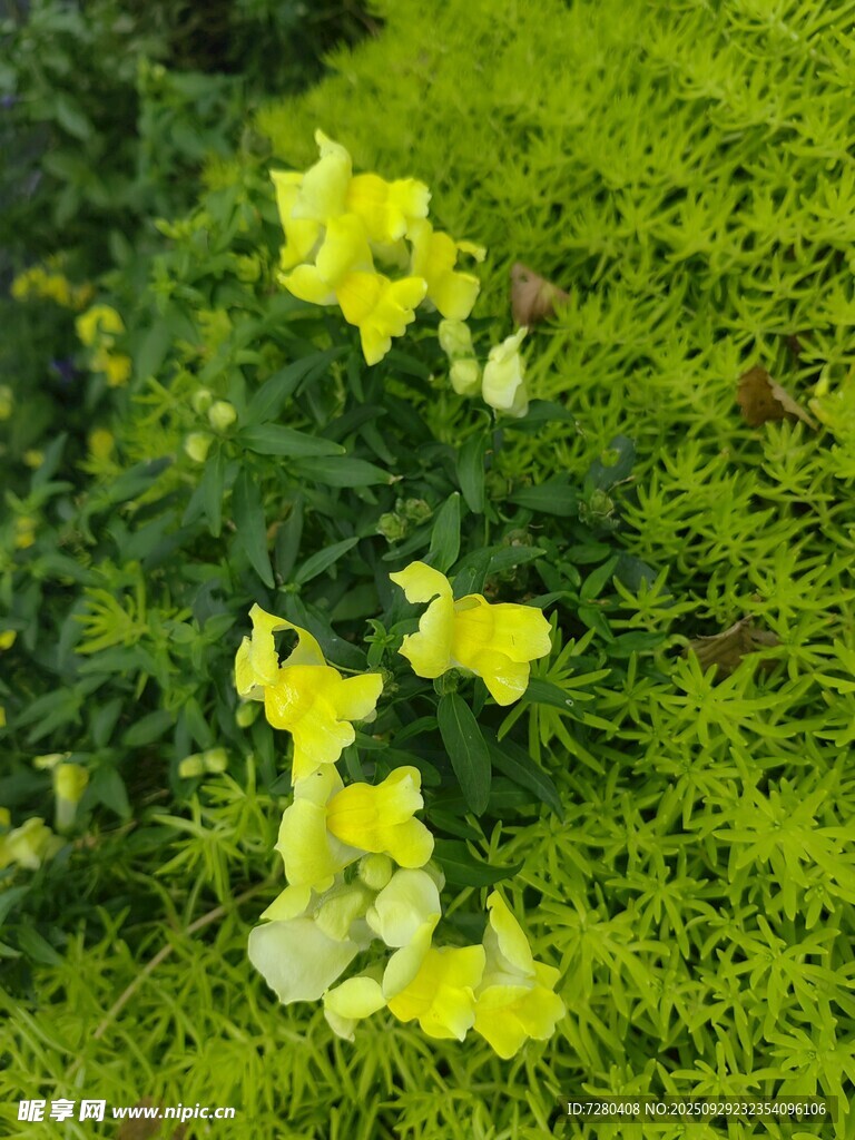 黃色花朵綻放于綠意間