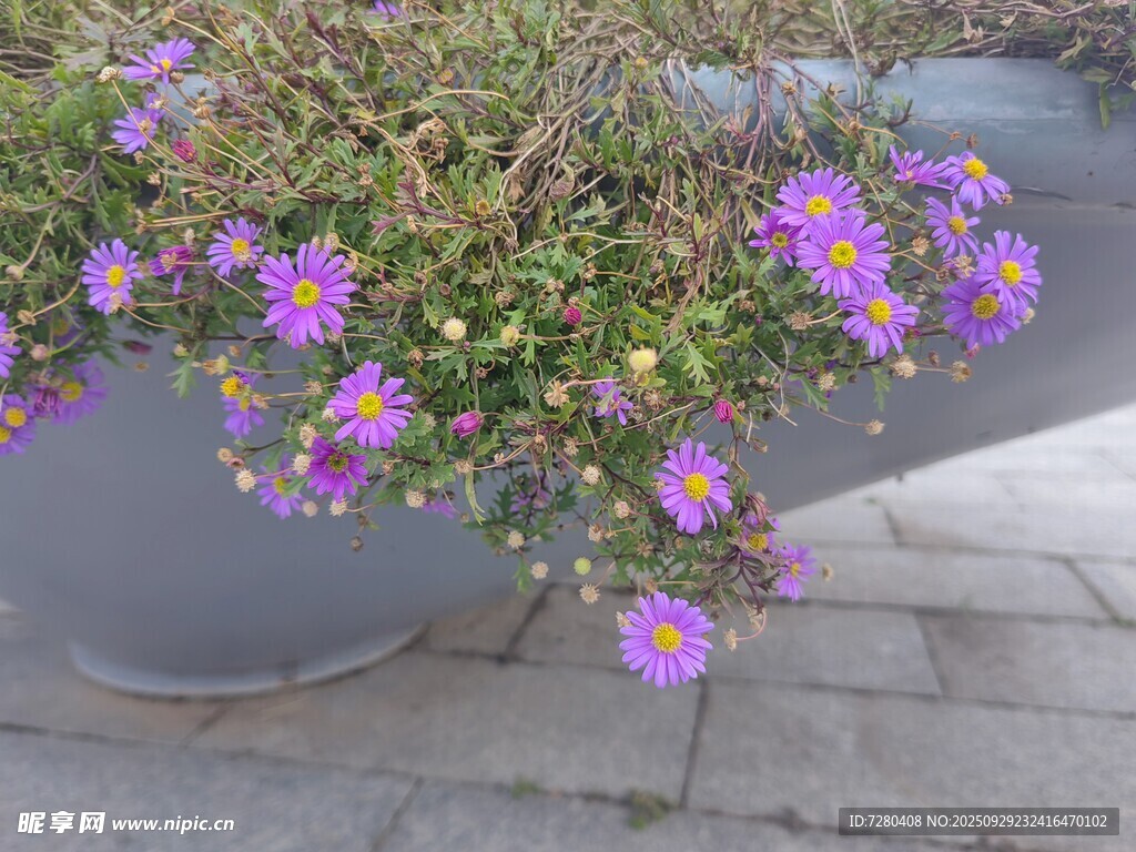 花盆中的紫色花朵綻放