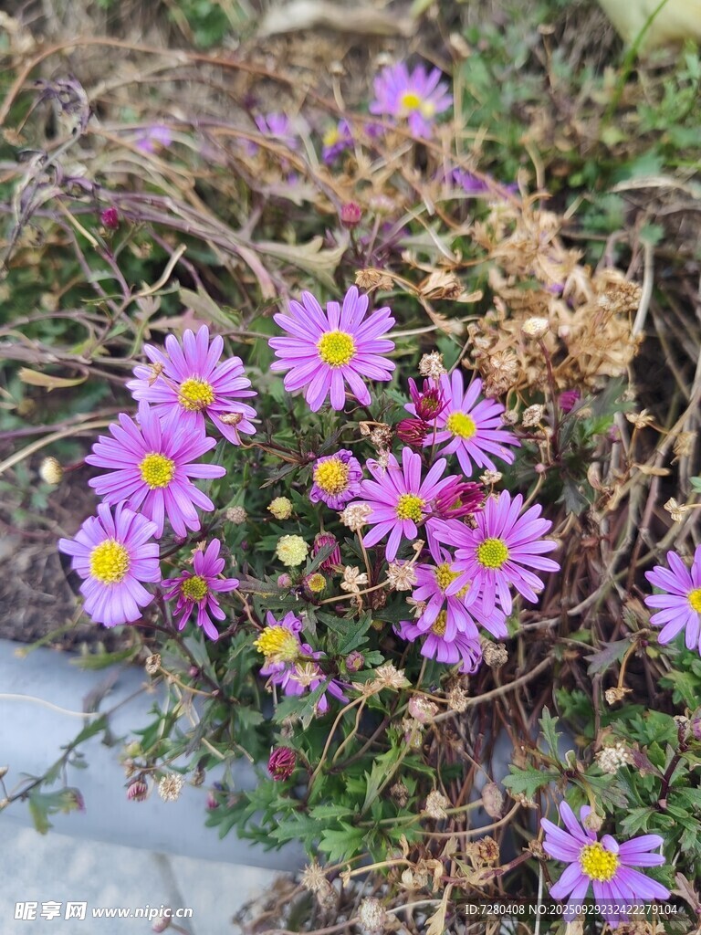 紫色小花綻放于草叢間