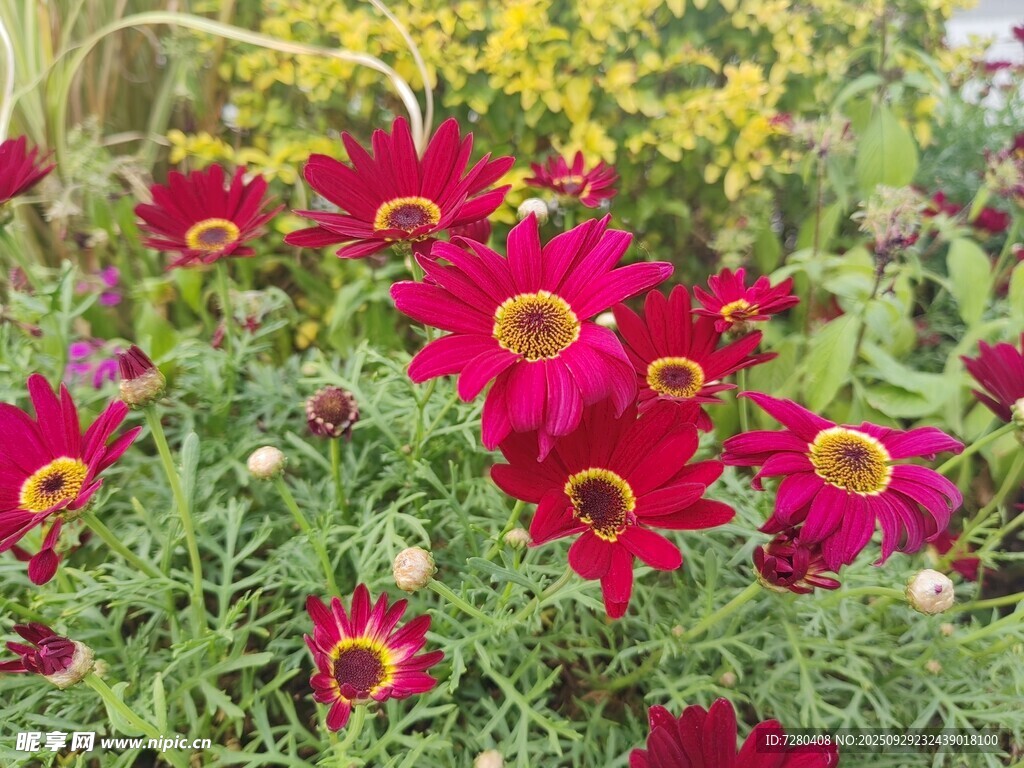 艷麗紅色花朵綻放花叢中