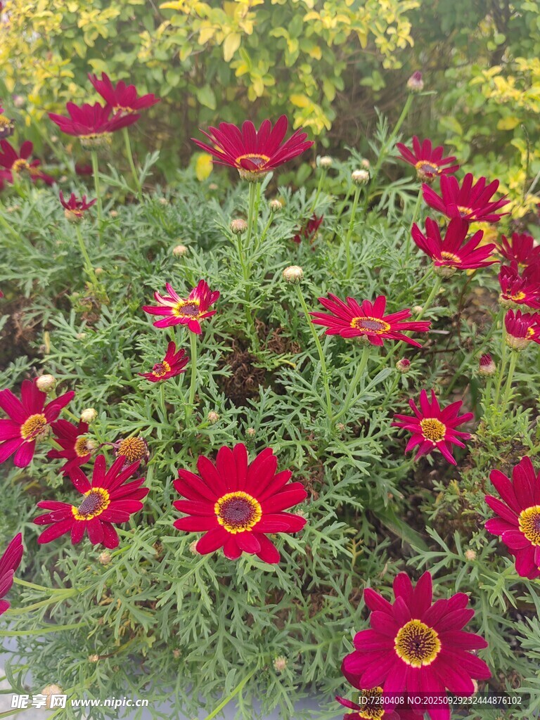 艷麗紅花綻放于綠叢中