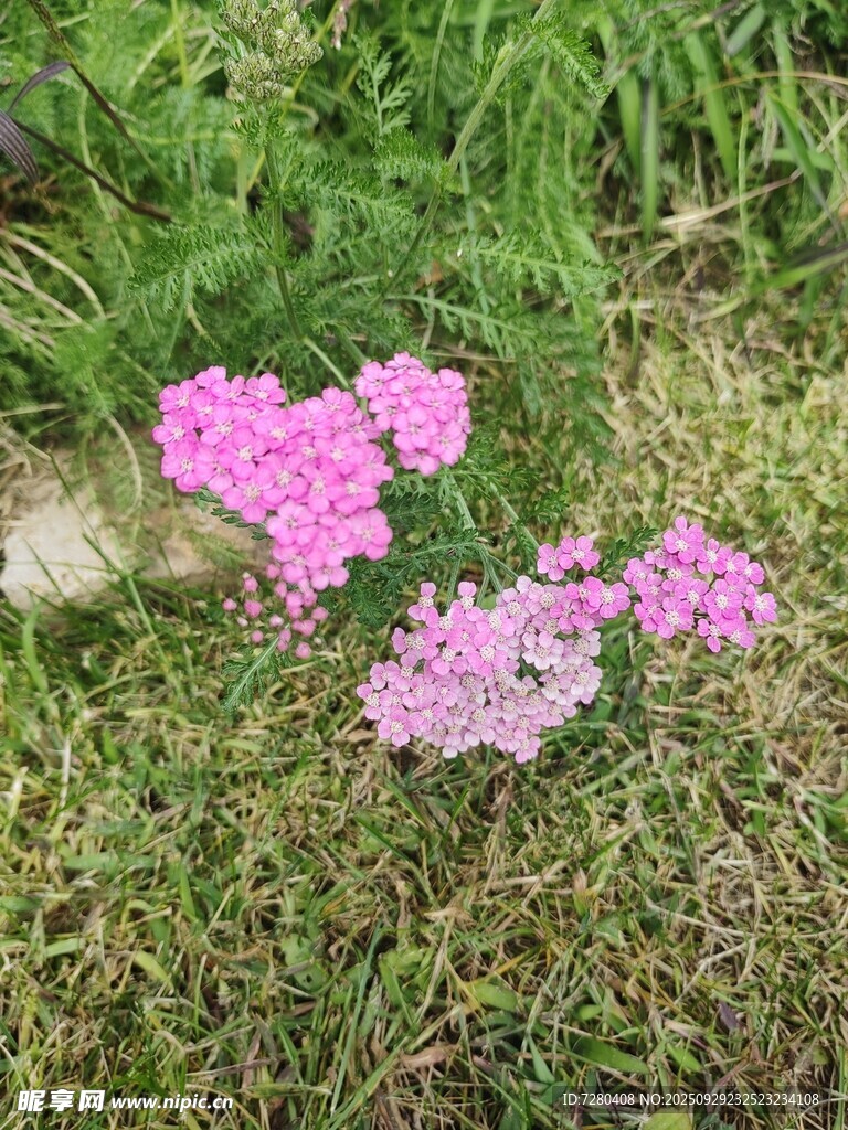 草叢中的粉色花卉綻放