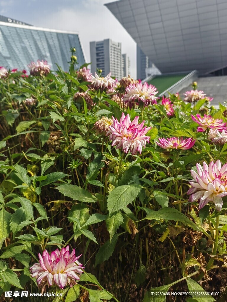 城市中綻放的多彩花卉
