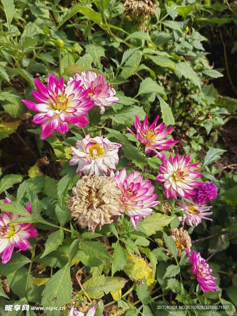 多彩秋菊綻放綠葉間