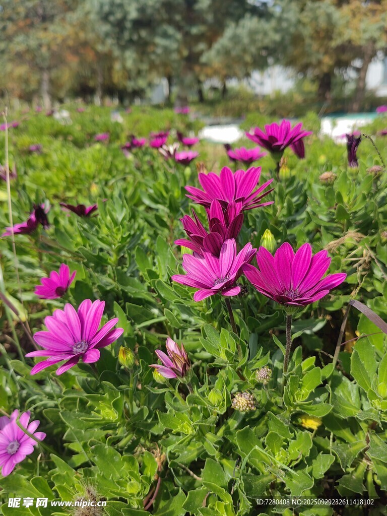 嬌艷紫花綻放于綠葉間