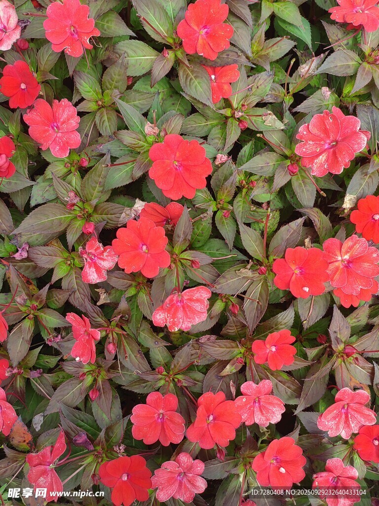 鮮艷玫紅花朵綠植景觀