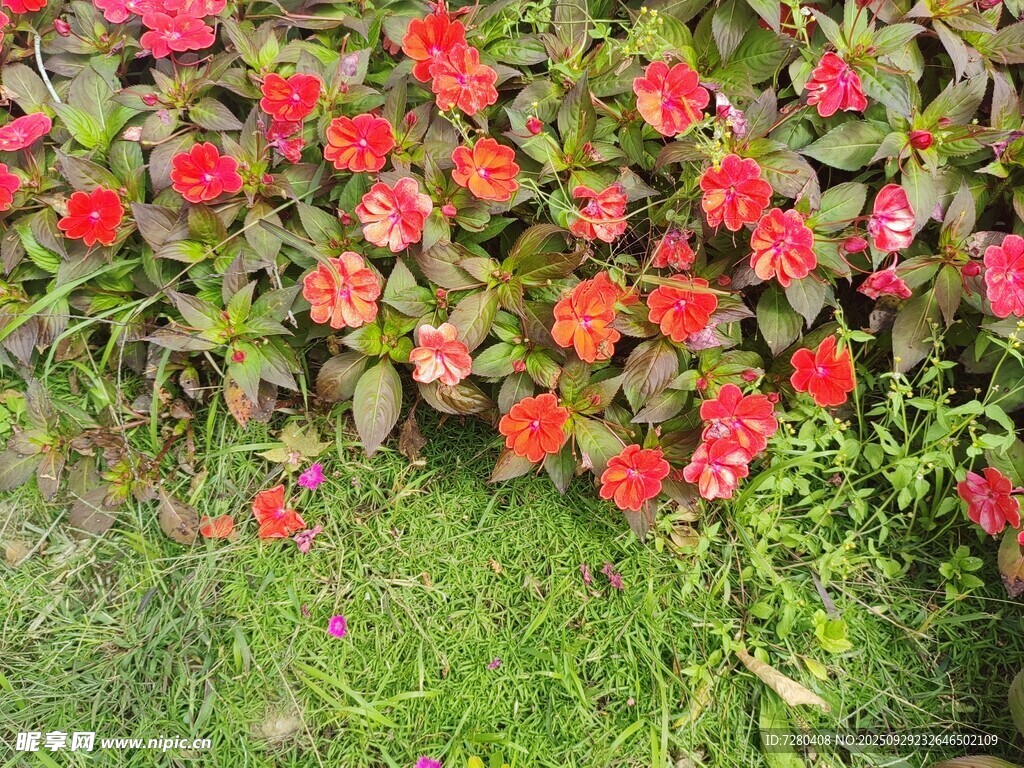 鮮艷紅花綻放于綠草間