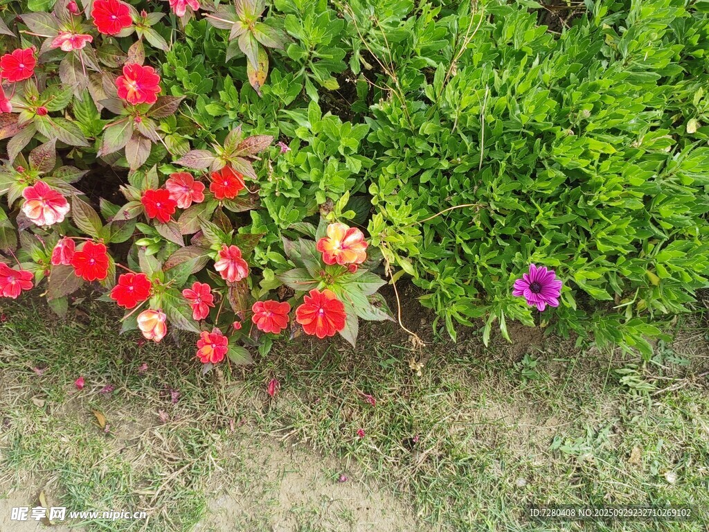 多彩花卉與綠植景觀