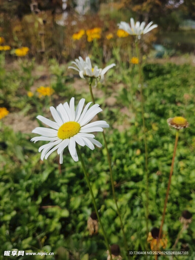 田野中的清新小白菊