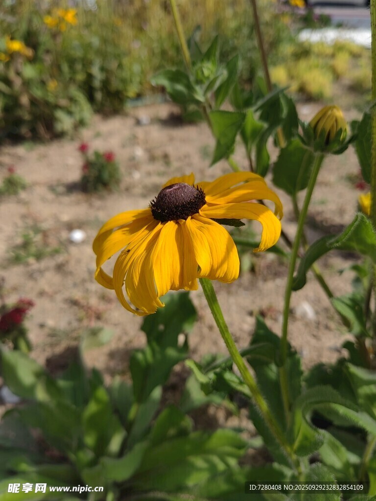 黃色黑心菊特寫