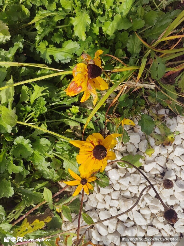 石縫中綻放的黃色小花