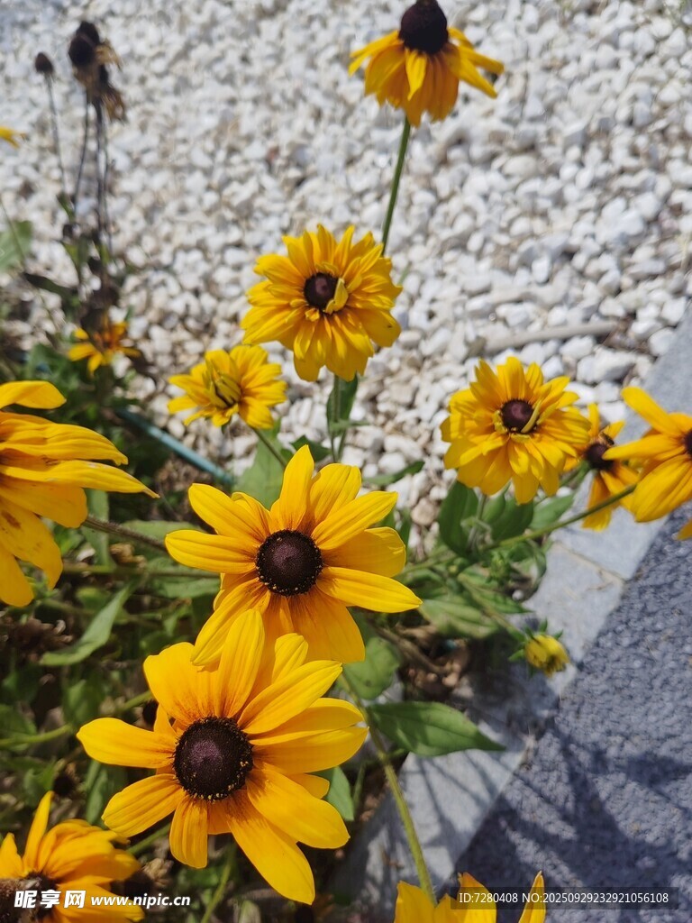 綻放的黃色黑心菊花朵