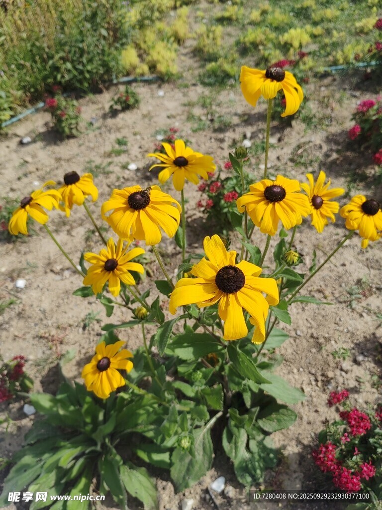 黃色黑心菊綻放于花園
