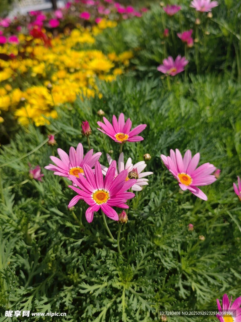 繽紛花叢中的美麗雛菊