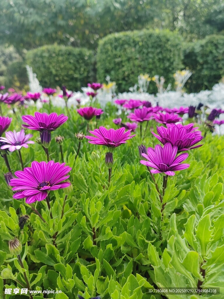 艷麗紫花綻放于綠意間