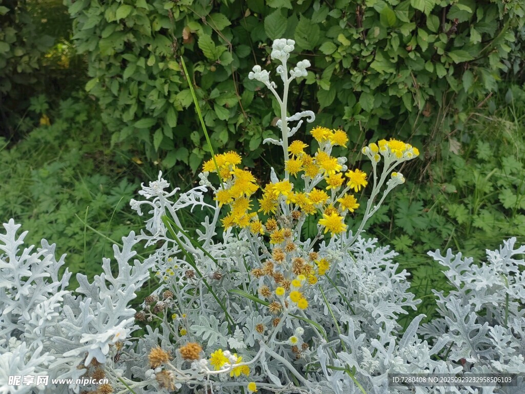 銀葉菊叢中的黃色小花
