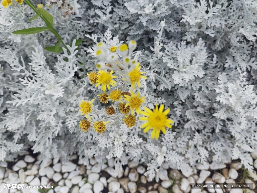 銀葉菊間的黃色小花