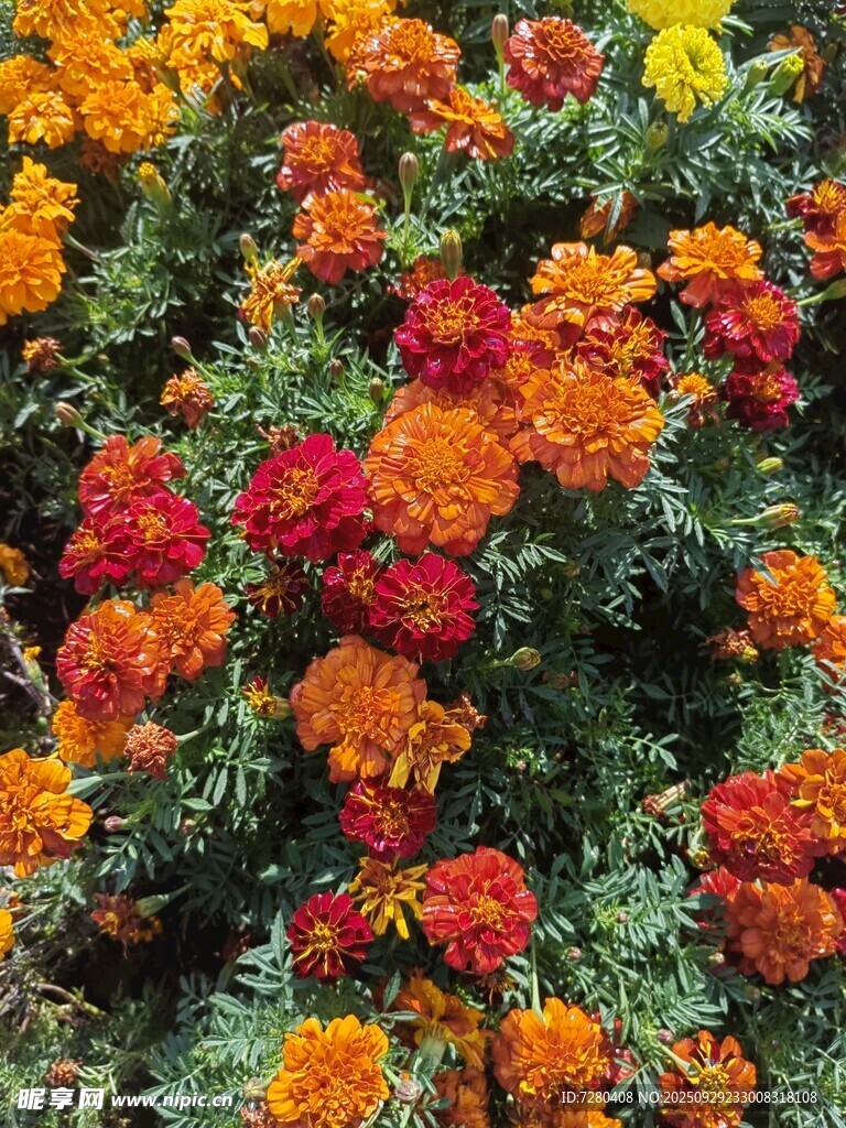 多彩萬壽菊綻放