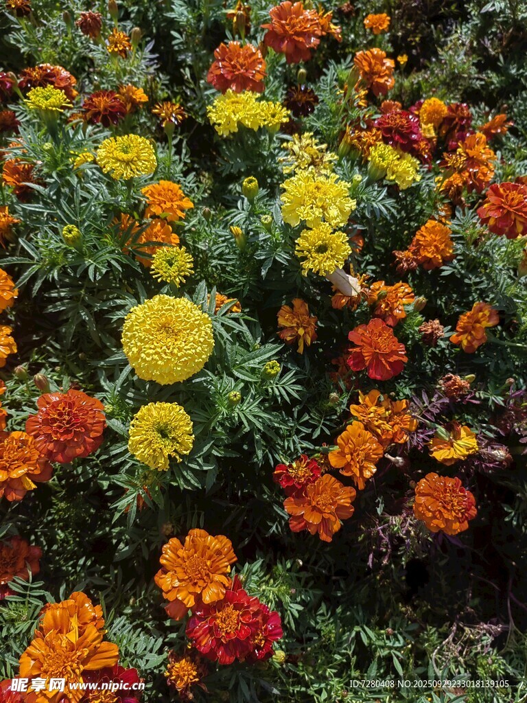 多彩萬(wàn)壽菊綻放美景