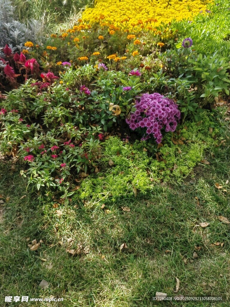 多彩花卉裝點(diǎn)的美麗草地