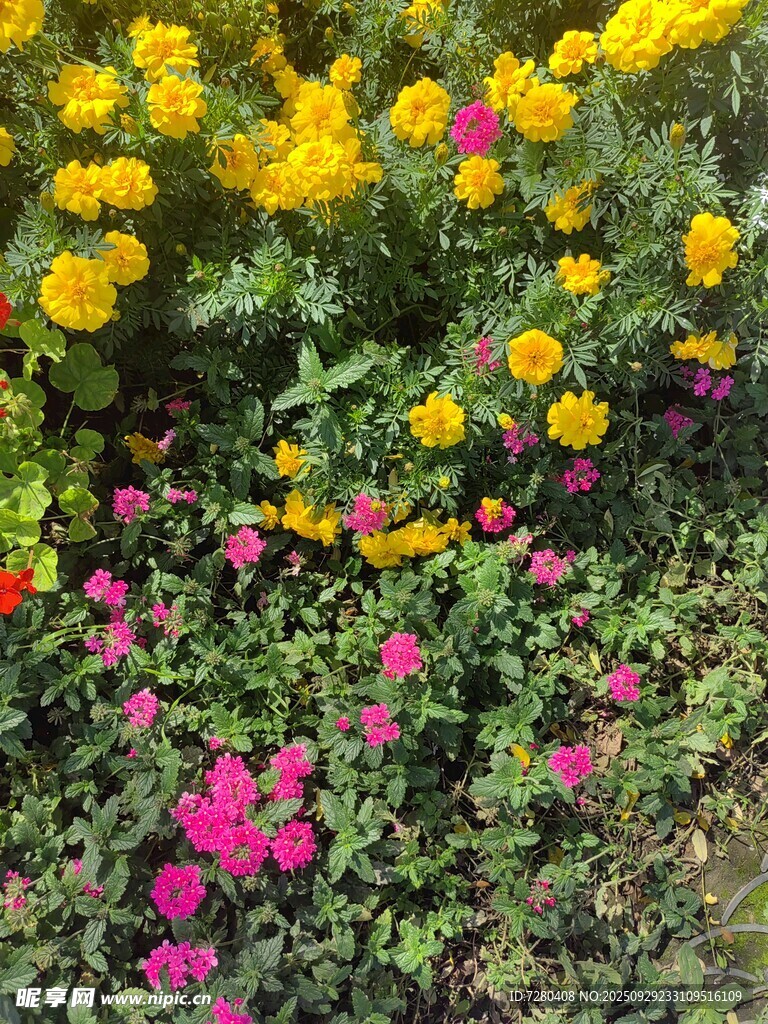 多彩花卉綻放生機(jī)