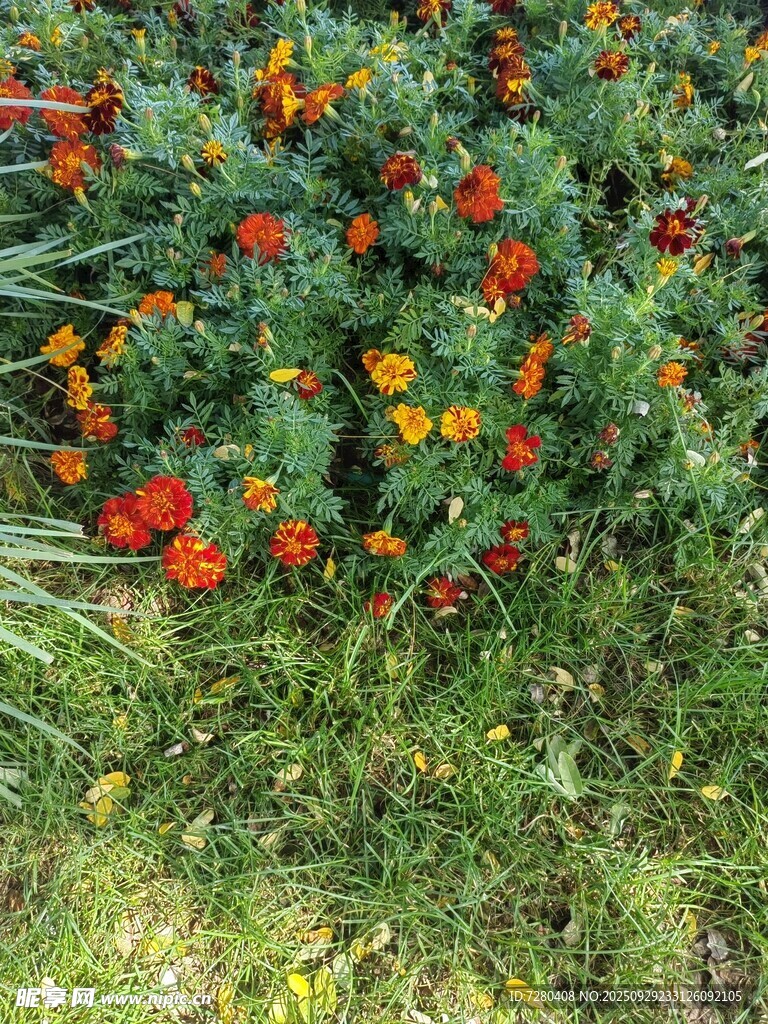 多彩花叢綻放生機