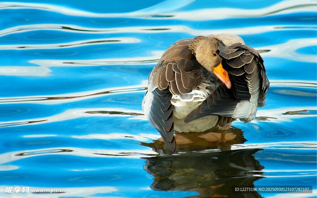 水中休憩的鳥