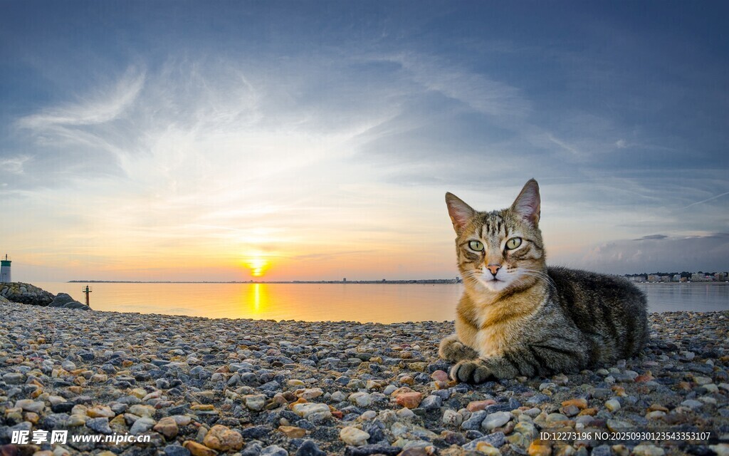夕陽下沙灘上的可愛貓咪
