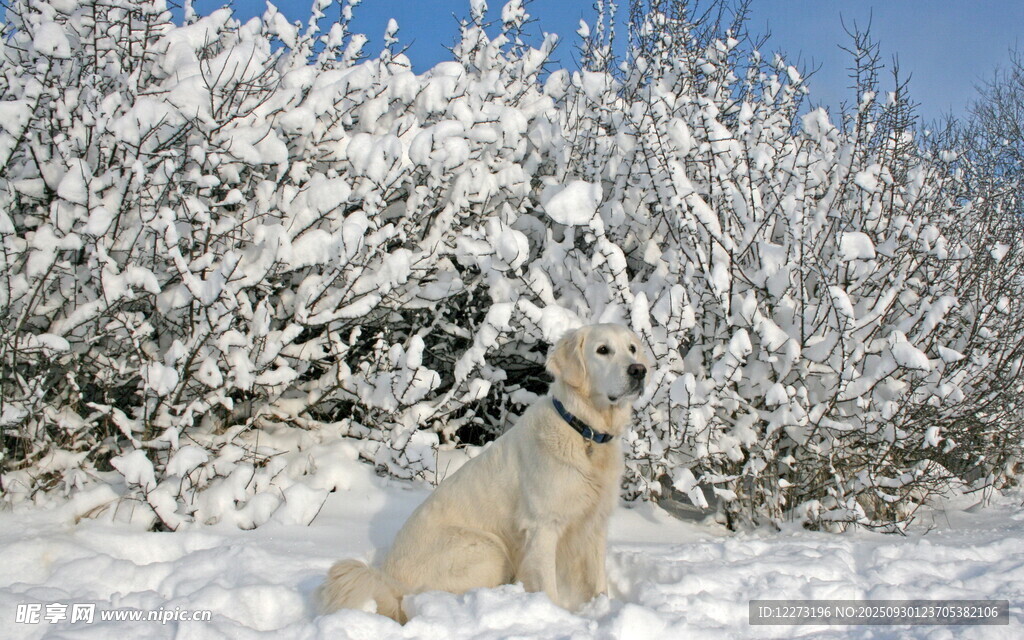 雪地中的可愛狗狗