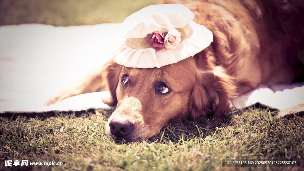 戴帽金毛犬愜意趴草地