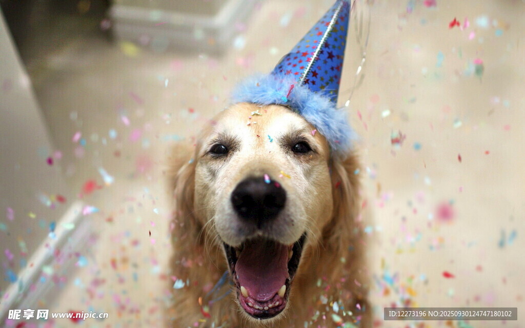 戴帽歡叫的慶祝狗狗