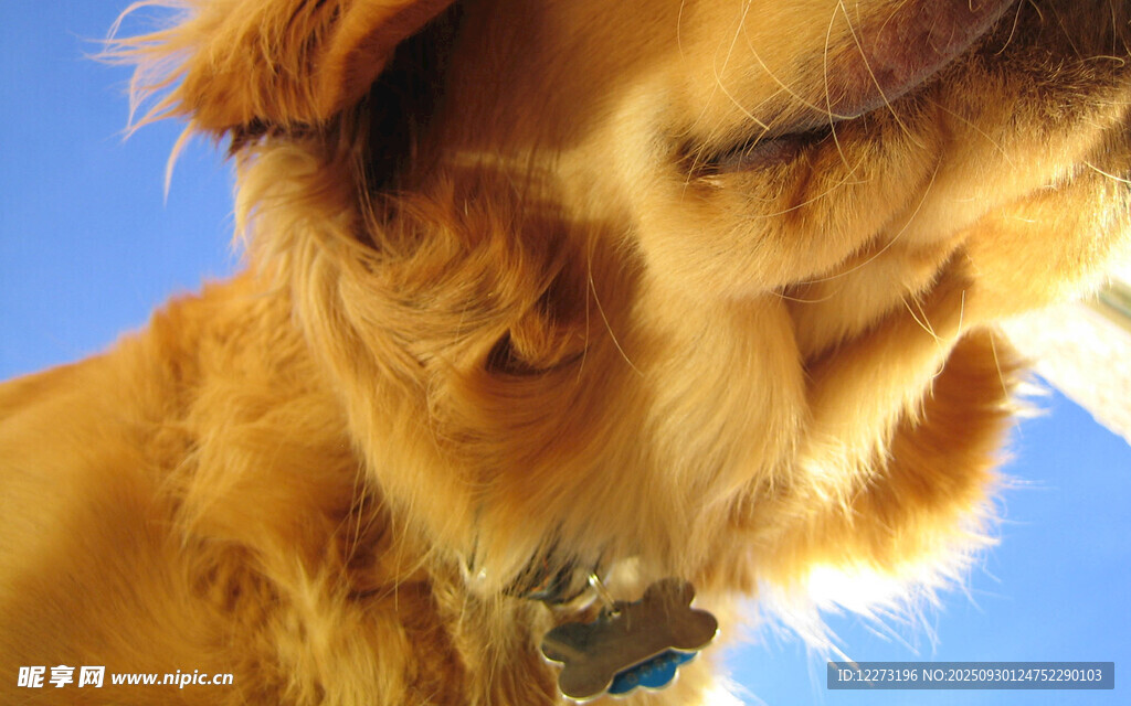 仰頭的金毛犬