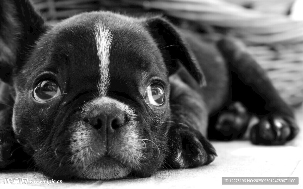 趴著的可愛黑色小斗牛犬