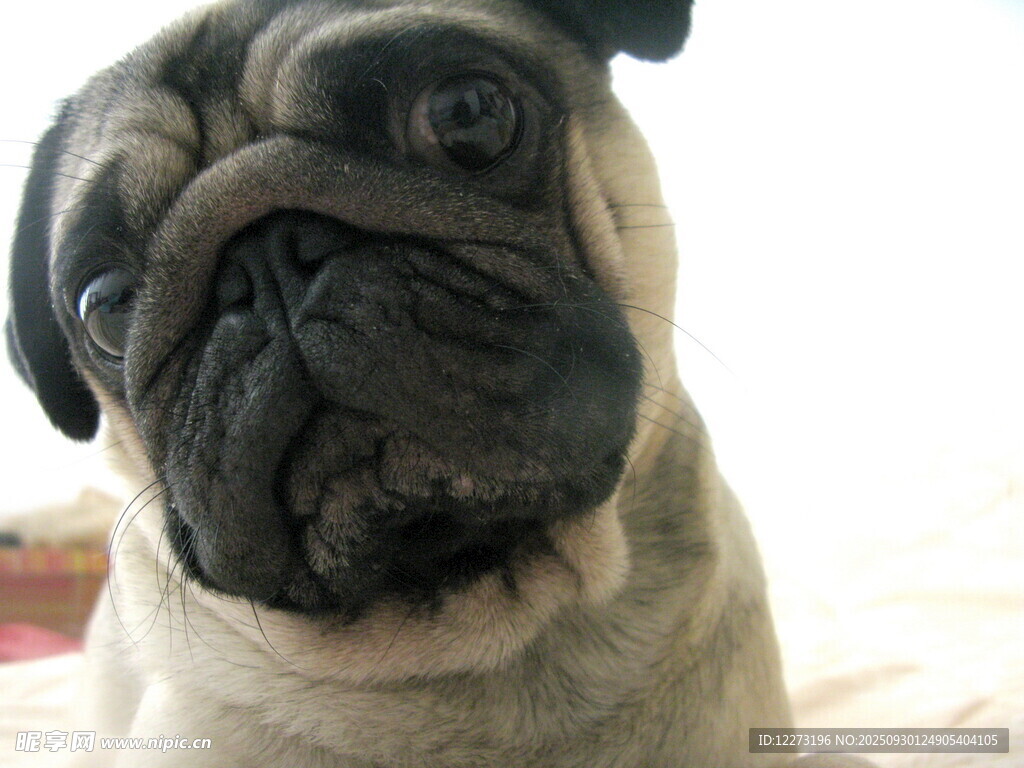 可愛(ài)巴哥犬特寫